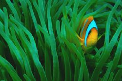 Sharm El Sheikh Red Sea by Tunc Yavuzdogan 